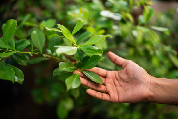 How Our Tree Care Process Works  in  Orchards, WA